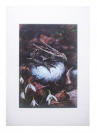 The Hatchling Print