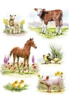 Birthday Card - Young Farm Animals - Country Cards