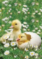 Birthday Card - Chicks Hatching Spring - Country Cards