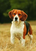 Birthday Card - Beagle Dog - Country Cards