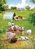 Birthday Card - Out in the Sunshine Pigs Farm - Country Cards