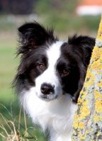 Birthday Card - Collie Dog Head - Country Cards