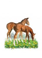 Birthday Card - Horse Foals - Country Cards