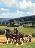 Birthday Card - Working Horses Shire Ploughing - Country Cards