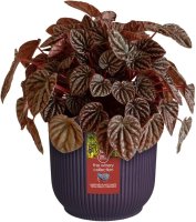 The Winery Collection 14cm Deep Purple