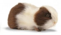 Soft Toy Guinea Pig by Hansa (19cm) 3735