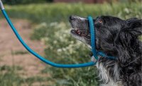 Ancol Rope Slip Blue Reflective Dog Lead - 120cm x 1.2cm