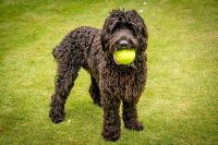 Petface Single Tennis Ball