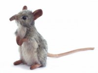 Soft Toy Rodent, Elephant Mouse (Shrew) by Hansa (14cm) 4111