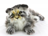 Soft Toy Pallas Cat by Hansa (44cm.L) 7080