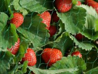 Smart Garden Green 15mm Mesh Garden Netting - 4 x 10M