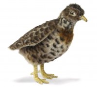 Soft Toy Bird, Plains-Wanderer (19cm.H) 7477