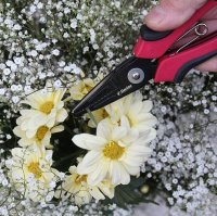 Darlac Cut'n'Hold Flower Snips
