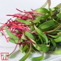 Thompson & Morgan Microgreens Swiss Chard Red Chard