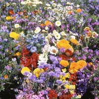 Thompson & Morgan Wild Flower Mediterranean mix