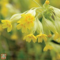 Thompson & Morgan Wild Flower Cowslips