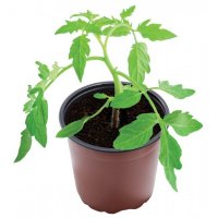 Garland 17cm Professional Growing Pots - Pack of 3