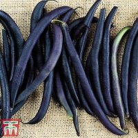 Thompson &  morgan Dwarf French Bean Colour Mix