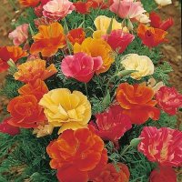 Thompson & Morgan Californian Poppy 'Monarch Mixed'