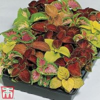 Thompson & Morgan Coleus T&M Prize Strain Improved