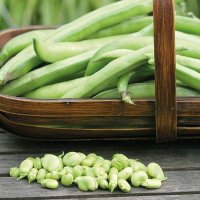 Broad Bean Masterpiece Green Longpod