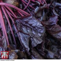 Thompson & Morgan Beetroot 'Morello'