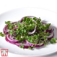 Thompson & Morgan Microgreens Perilla/Shiso Red