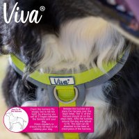 Ancol Viva Padded Dog Harness Blue- Medium 41-53cm
