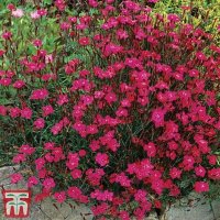 Dianthus Maiden Pink Brilliancy