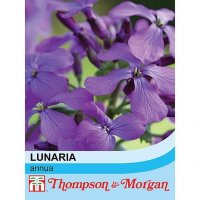 Thompson & Morgan Honesty Lunaria Annua