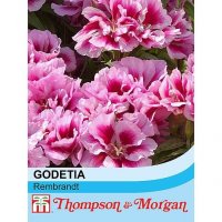 Thompson & Morgan Godetia Rembrandt