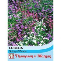 Thompson & Morgan Lobelia Erinus Compacta 'String of Pearls'