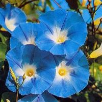 Thompson & Morgan Morning Glory : Heavenly Blue