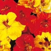 Thompson & Morgan Nasturtium Double Gleam Mixed