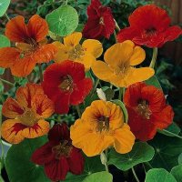 Nasturtium Tom Thumb Mixed