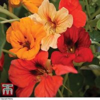 Nasturtium Tom Thumb Mixed