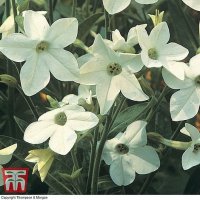 thompson and morgan nicotiana fragrant cloud