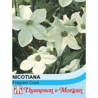 thompson and morgan nicotiana fragrant cloud