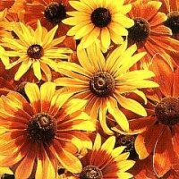 Thompson & Morgan Rudbeckia hirta Rustic Dwarfs Mixed