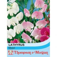 Sweet Pea Everlasting Mixed (Lathyrus)