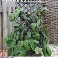 Thompson & Morgan Dwarf Bean Mistik