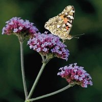 Thompson & Morgan Verbena Bonariensis