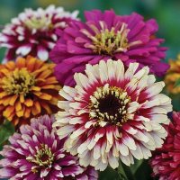 Thompson & Morgan Zinnia elegans 'Whirlygig Mixed'