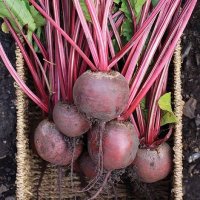 Thompson & Morgan Beetroot Red Ace F1 Hybrid