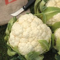 Thompson & Morgan Cauliflower Winter Aalsmeer