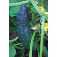 Thompson & Morgan Cucumber Burpless Tasty Green