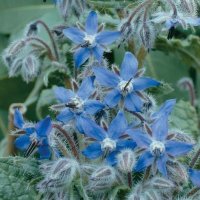 Thompson & Morgan Herb Borage