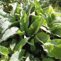 Thompson & Morgan Herb Comfrey