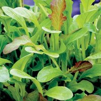 Thompson & morgan Salad Leaves - Mesclun Mixed