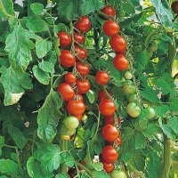 Tomato Gardeners Delight